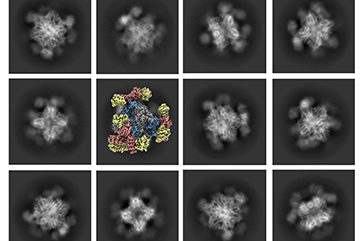 Cryo-EM images