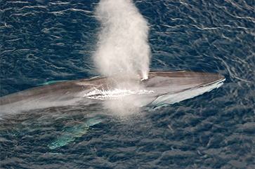 Fin whale blowing