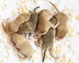 Six young mice huddled together on a bed of wood shavings