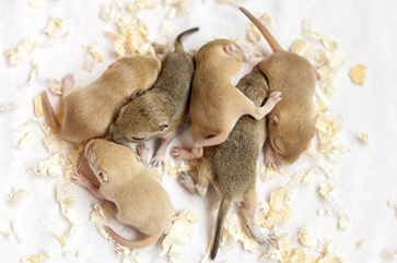 Six young mice huddled together on a bed of wood shavings