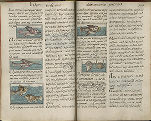 Manuscript pages showing water creatures