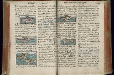 Manuscript pages showing water creatures