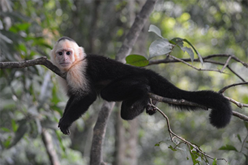 A capuchin monkey rests in a tree