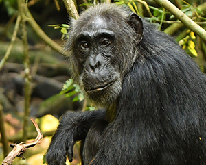 A sitting chimpanzee looks at the camera