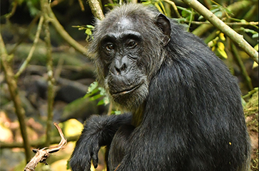 A sitting chimpanzee looks at the camera