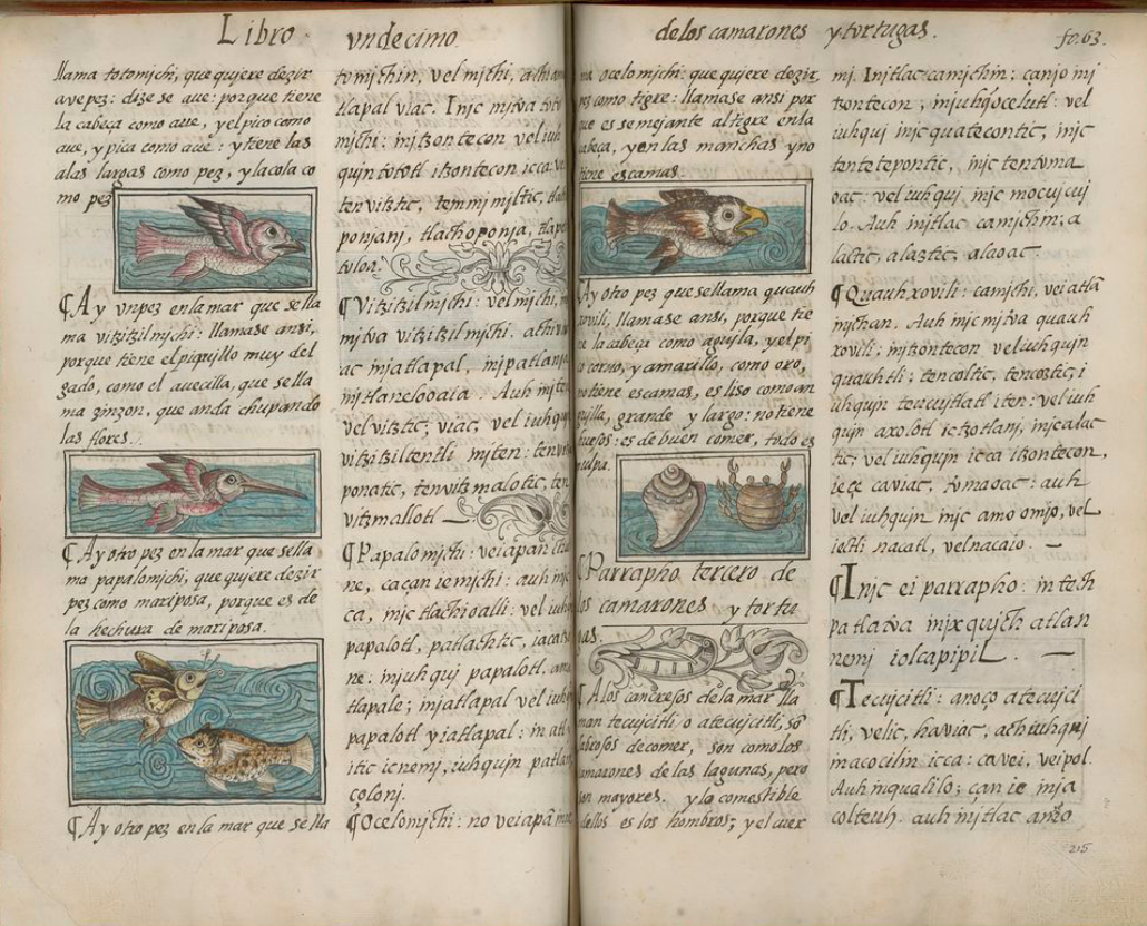 An overhead photograph of the the Florentine Codex, with illustrations of fish and birdlike features.