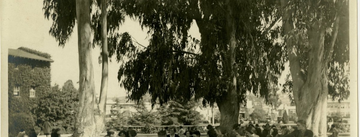 A black and white photograph of students sitting outside beneath the shade of trees with trees and buildings in the background.