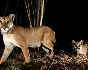 two mountain lions in the dark staring directly at the camera
