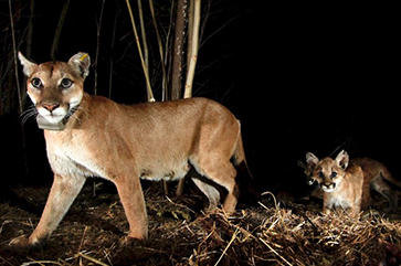 two mountain lions in the dark staring directly at the camera