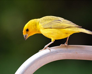 a yellow bird on a silver rail with blurred vegetation in the background