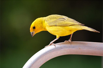 a yellow bird on a silver rail with blurred vegetation in the background