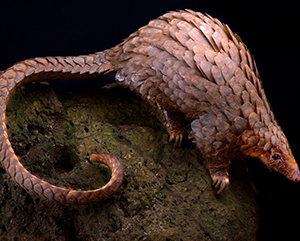 A white-bellied pangolin on a rock against a black background.