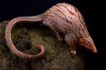 A white-bellied pangolin on a rock against a black background.