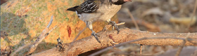 A male greater honeyguide on a branch searching for wax