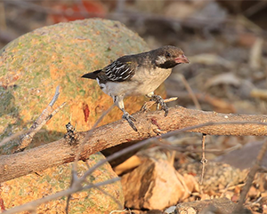 A male greater honeyguide on a branch searching for wax