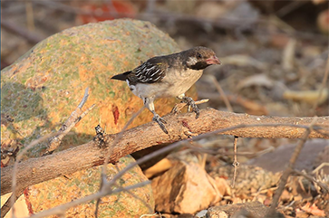 A male greater honeyguide on a branch searching for wax