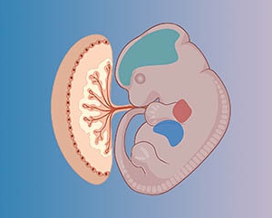 Image of developing fetus and placenta