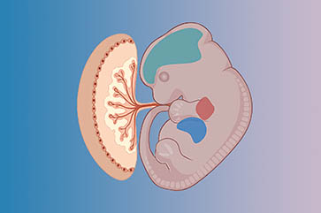 Image of developing fetus and placenta