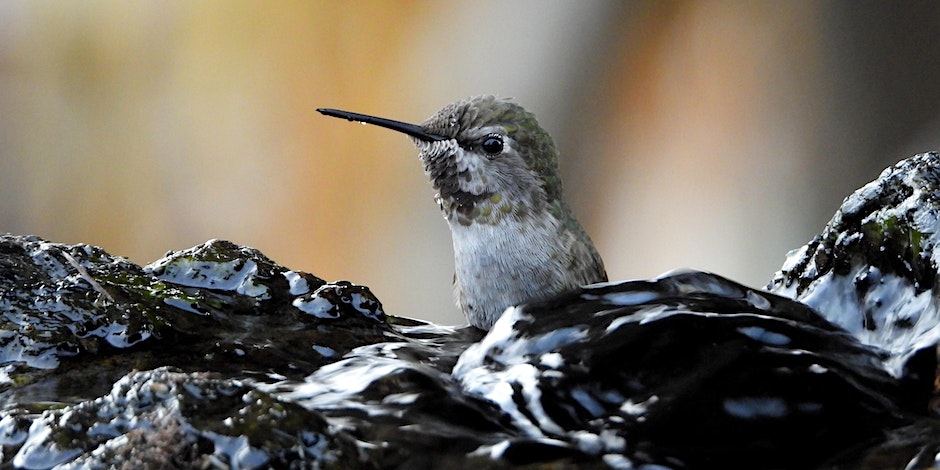 A hummingbird bathing in a stone fountain against a blurry outdoor background. 