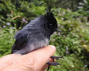 A white-tailed crested flycatcher held by a UCLA researcher