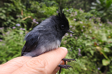 A white-tailed crested flycatcher held by a UCLA researcher