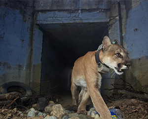 A mountain lion looking at the lights and houses below from the top of a hill.