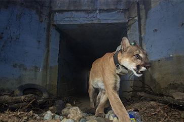 A mountain lion looking at the lights and houses below from the top of a hill.