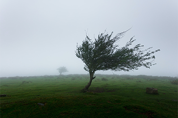 A tree blowing in the wind on a grey and gloomy day.