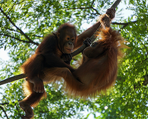 Two orangutan youngsters playing in a tree