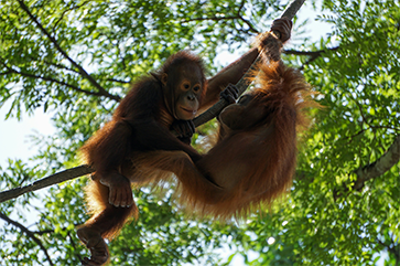 Two orangutan youngsters playing in a tree