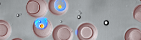 Microscopic, bowl-shaped hydrogel containers called nanovials (the larger, reddish-brown objects) allow researchers to trap cells and the compounds they secrete (shown here in blue).