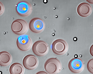 Nanovials+UCLA+deRutte-363-241 Microscopic, bowl-shaped hydrogel containers called nanovials (the larger, reddish-brown objects) allow researchers to trap cells and the compounds they secrete (shown here in blue).