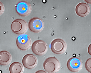 Microscopic, bowl-shaped hydrogel containers called nanovials (the larger, reddish-brown objects) allow researchers to trap cells and the compounds they secrete (shown here in blue).