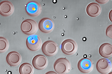 Microscopic, bowl-shaped hydrogel containers called nanovials (the larger, reddish-brown objects) allow researchers to trap cells and the compounds they secrete (shown here in blue).