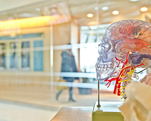 Clear skull with colorful brain on display