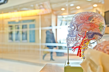 Clear skull with colorful brain on display