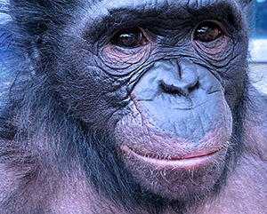 mali-the-bonobo-363-241 Mali the bonobo
