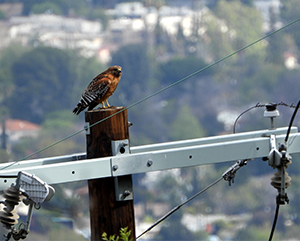 bird+katz-363-241 A red-shouldered hawk perched on a telephone pole in urban Los Angeles.