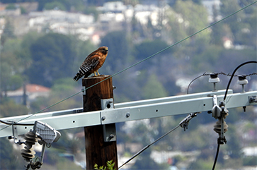 A red-shouldered hawk perched on a telephone pole in urban Los Angeles.
