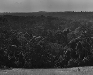 CBI-UCLA-MAG-2024-Summer-363-241 A black and white, horizontal image of the Congo Basin.