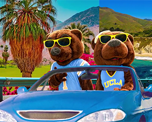 30-songs-ucla-summer-mag-363-241 Two people is bear costumes wearing light blue UCLA basketball jerseys and yellow sunglasses driving a blue convertible through a revolving landscape that includes, among other things, costal and mountain views.