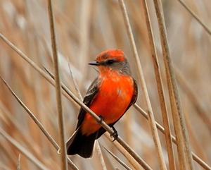 Birds-Wildfire-Smoke-Press-Release-363-241 Orange Vermilion Flycatcher sitting on brush