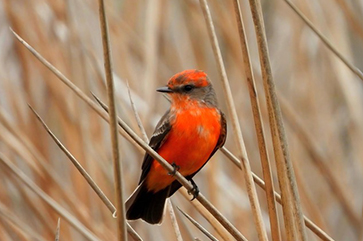 Orange Vermilion Flycatcher sitting on brush