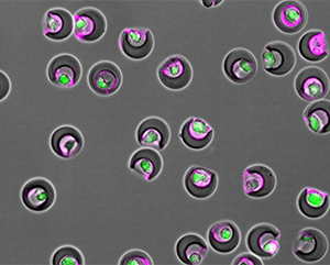 Nanovials-363-241 Nanovials containing individual cells (green) and secreted extracellular vesicles (magenta) within their cavities.