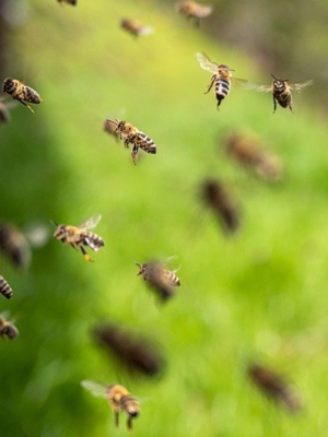 bees-7996596_1500-630