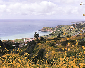 kaity-o-keefe-c6xZcPVpKoc-unsplash-363-241 Yellow flowers in bloom along the Palos Verdes Peninsula