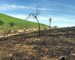 wildfires-363-241 Wildfire aftermath showing scorched ground