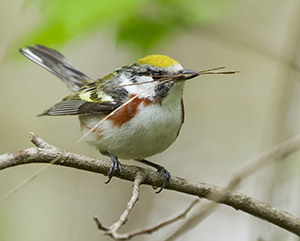 CSW-363-241 Chestnut-sided warbler carrying nesting material