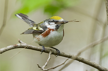 Chestnut-sided warbler carrying nesting material