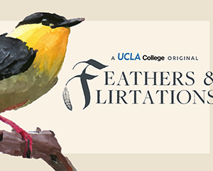Feathers and Flirtations_YT(Thumbnail)-363-241 An illustration of a golden-collared manikin with the world "A UCLA College Original: Feathers & Flirtations."